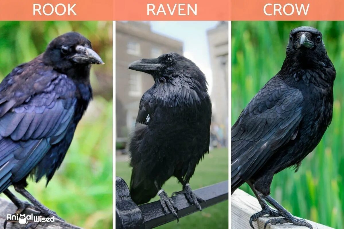 Ворон и ворона размеры. Crow raven разница. ворон и ворона. ворон и ворона отличие. расцветки ворон.