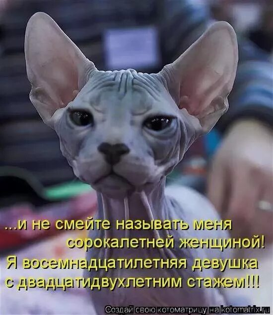 Сфинкс цитаты. Смешные сфинксы. сфинкс приколы. сф прикол. приколы с котами сфинксами.