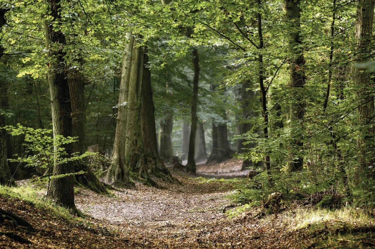 Вистманский лес Англия. Шервудский лес в Англии. Самурский лес. Шервудского леса (часть природного заповедника "святые горы". Лес который со всех сторон