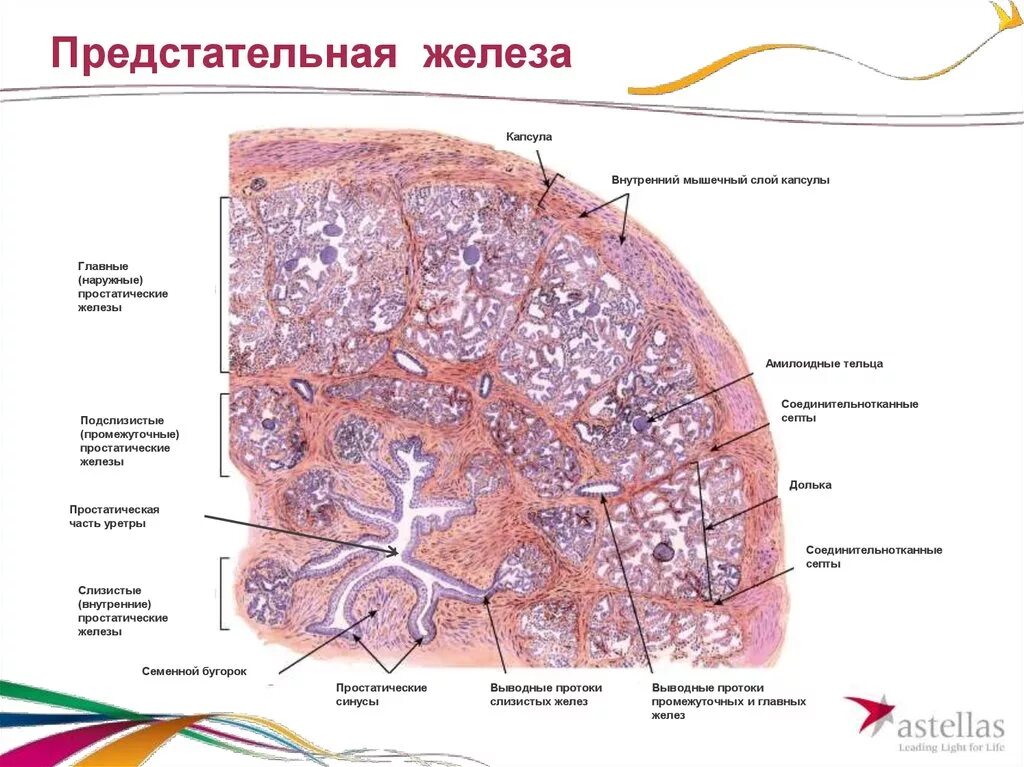 Простата у человека