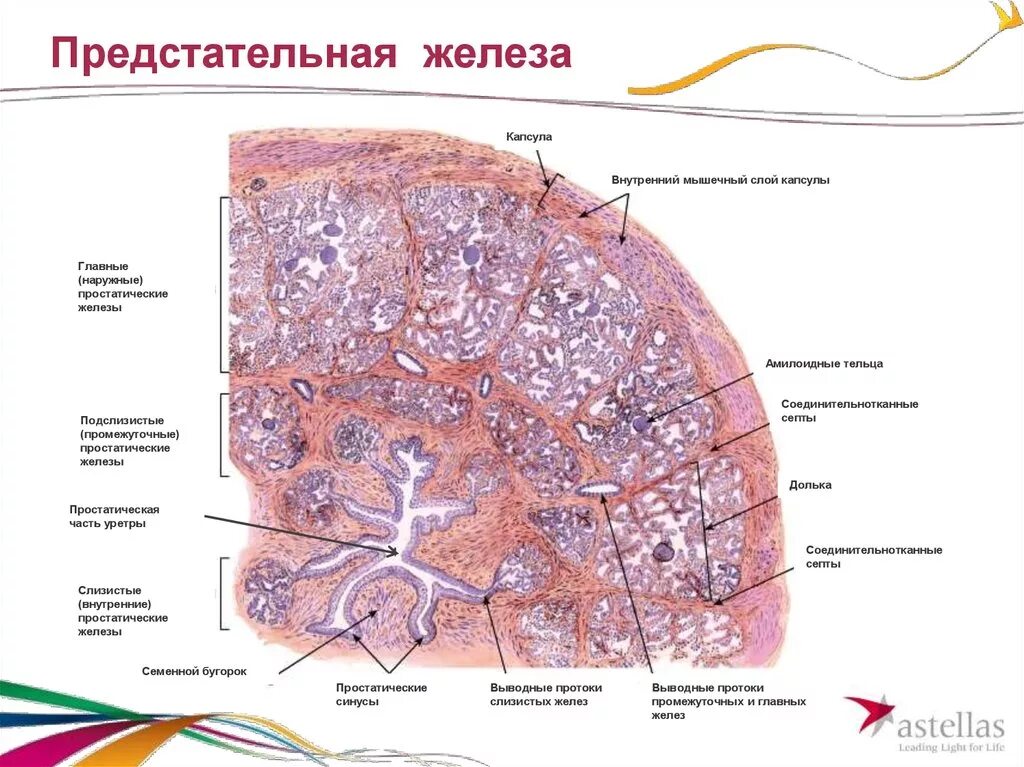 Схема строения предстательной железы гистология. Предстательная железа гистология препарат. Долька предстательной железы гистология. Строение предстательной железы гистология. Ткань простаты