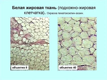 Жир какая ткань