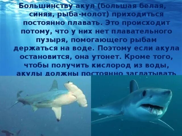 Почему акулы постоянно в движении. Если акула остановится. Если акула остановится она. Вывод по акулам. Может ли акула остановиться.