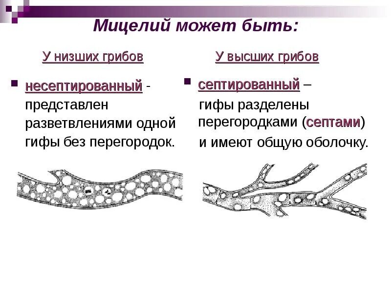 Базидиальные мицелий хитин. Образование мицелия характерно для. Образование мицелия характерно для. Строение грибницы мицелия. Образование мицелия характерно для.