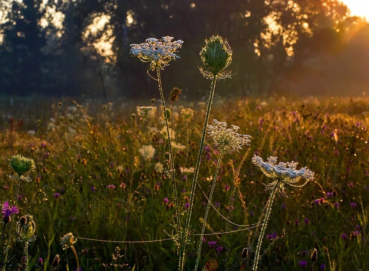 15 августа 1996