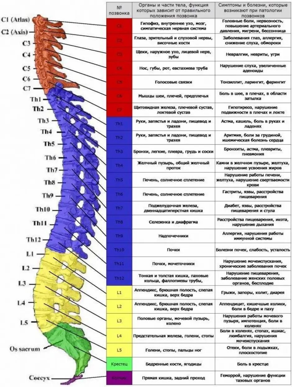 L5-s1 отдел позвоночника схема. Нумерация позвонков в позвоночнике человека. Схема позвоночника человека с обозначением. Строение позвонка человека с расшифровкой позвонков. Сколько позвонков содержит позвоночник