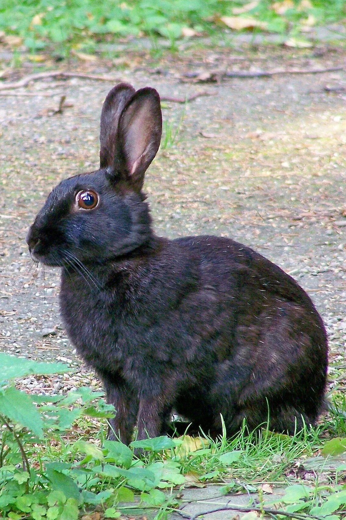 Black rabbit