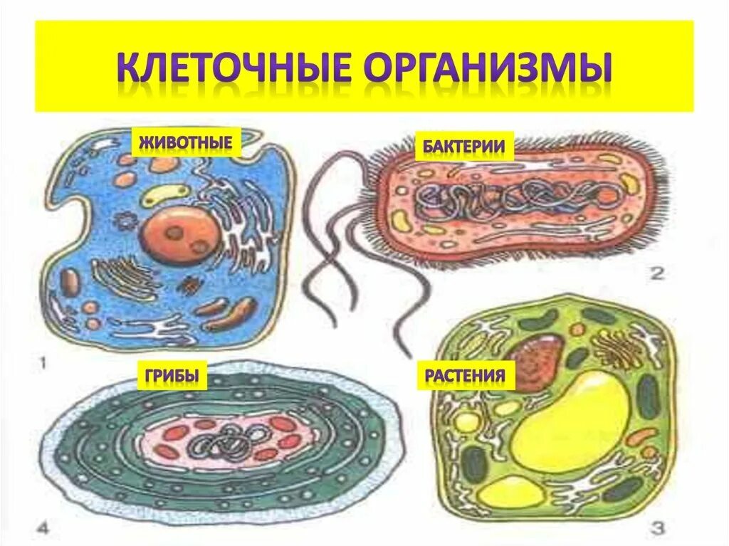 Клетка живого организма. Строение клетки живого организма. Клетки различных организмов. Клеточное строение живых организмов.