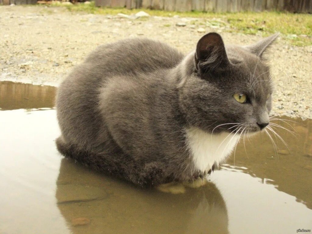 А вот почему нет. Кот пофигист. кот пофигист фото. почему бы и нет кот в луже. котэ шикарен.