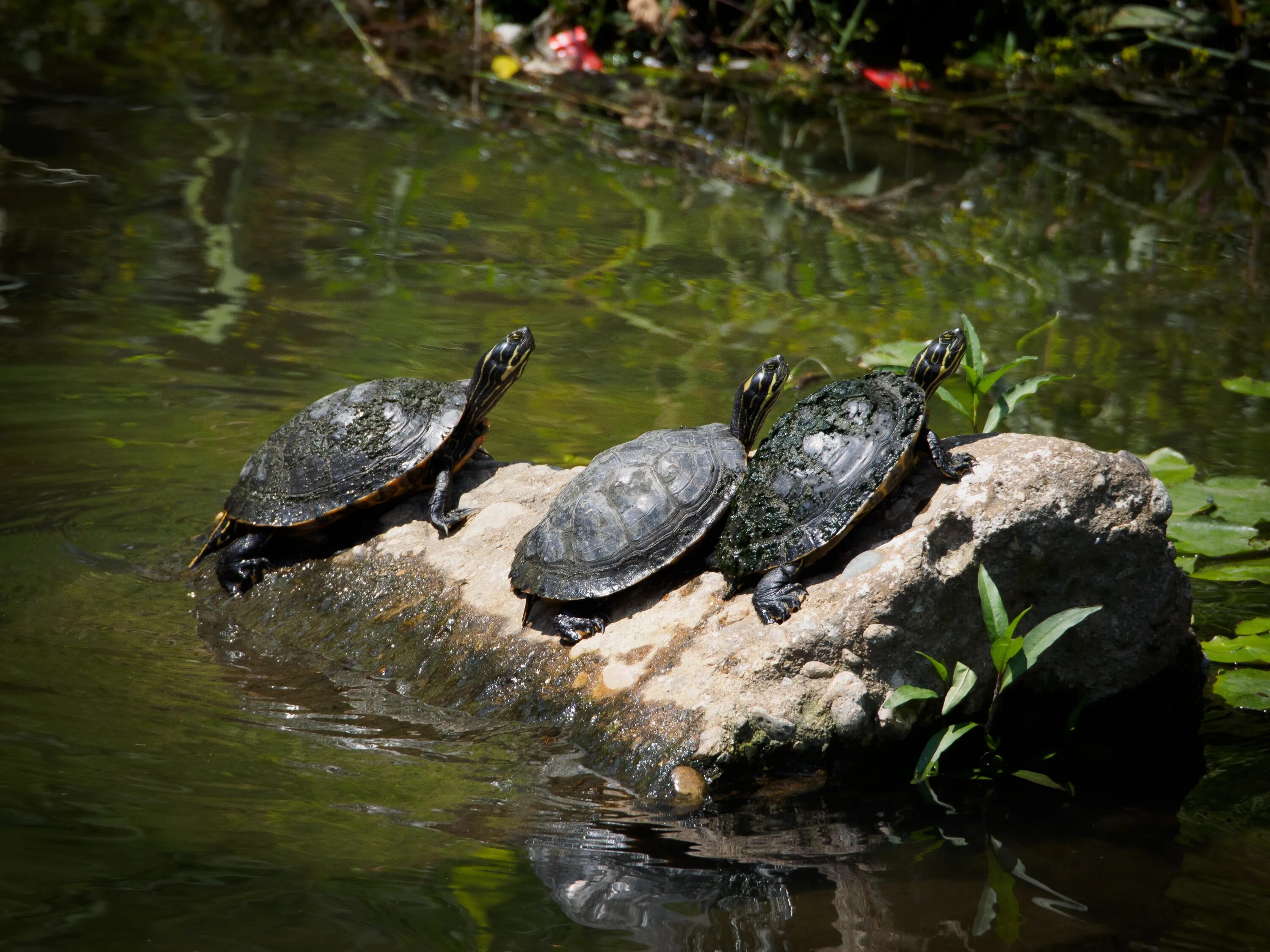 Земноводные черепахи. Черепаха амфибия. Обитатели пруда. Прудовая живность. Звери пруда