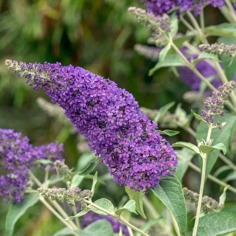 Буддлея Давида Buddleja davidii. Buddleja 'Lochinch'. Буддлея Вистерия. Буддлея Давида бордер Бьюти. Буддлея давида купить