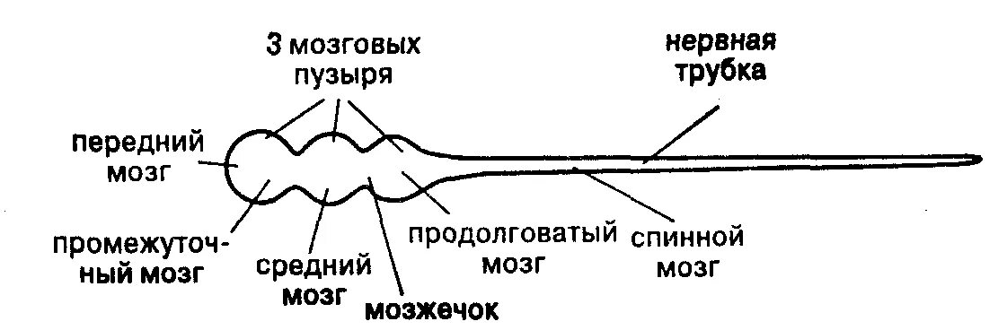 Примитивную нервную систему