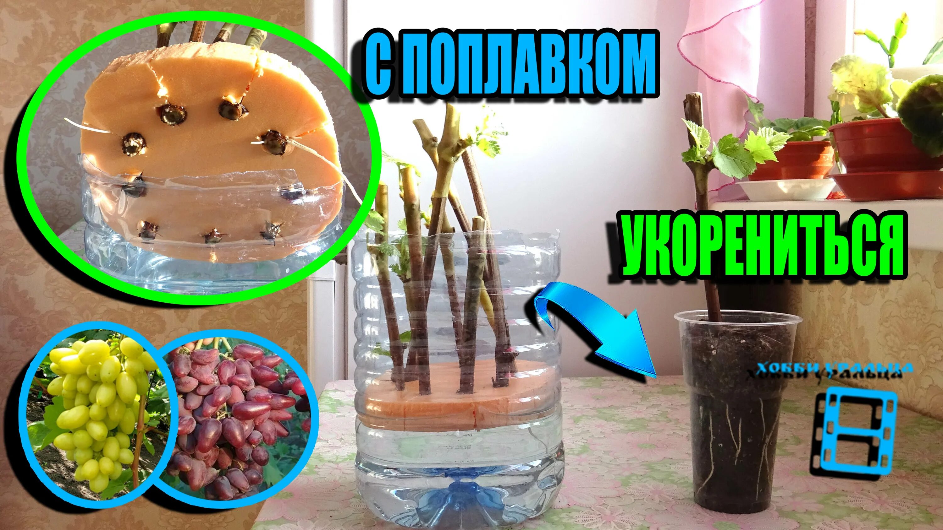 Что использовать для укоренения черенков. Проращивание черенков винограда. укоренение черенков винограда. хобби уральца виноград. черенки виноград на банке водой.