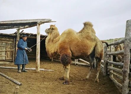 Какой народ занимается верблюдоводством