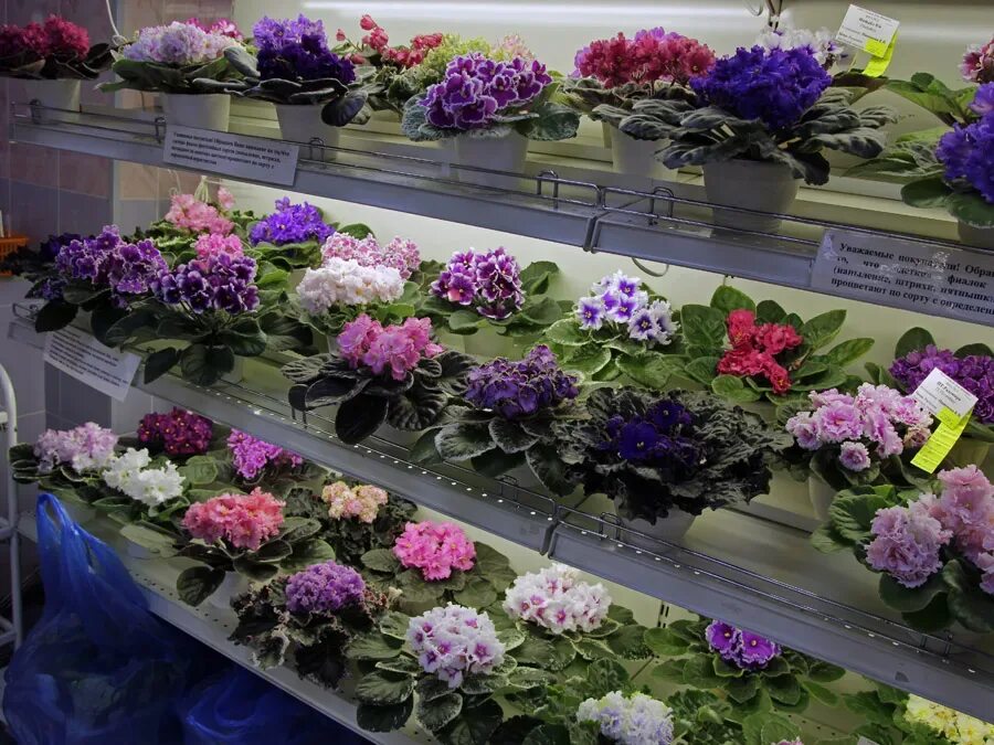 Выставка фиалок. Фиалки брянск. Дом фиалки на пятницкой выставка. Самарский дом фиалки выставка. Фиалковод.