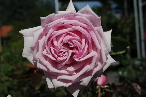 French rose