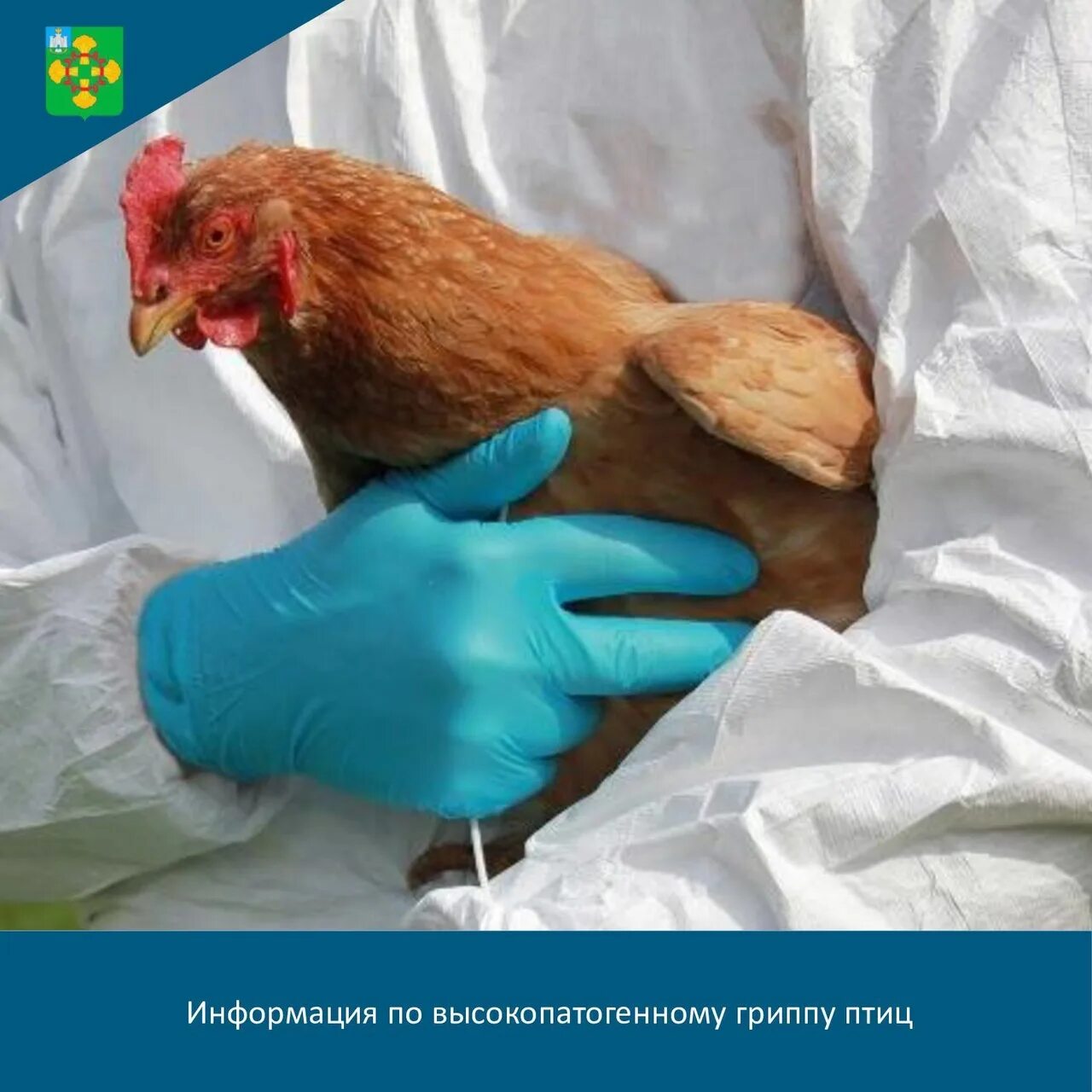 Высокопатогенный грипп птиц. Высокопатогенному гриппу птиц (ВГП).
