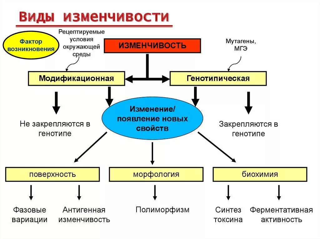 Изменчивость таблица биология. Типы изменчивости схема. Типы изменчивости биология 11 класс. Классификация изменчивости схема. Типы изменчивости биология схема.