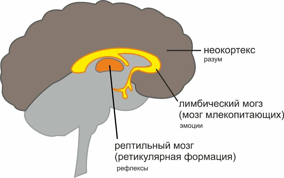 3 слоя мозга. Рептильный мозг и лимбическая система. Рептильный лимбический неокортекс. Лимбическая система и неокортекс мозга.