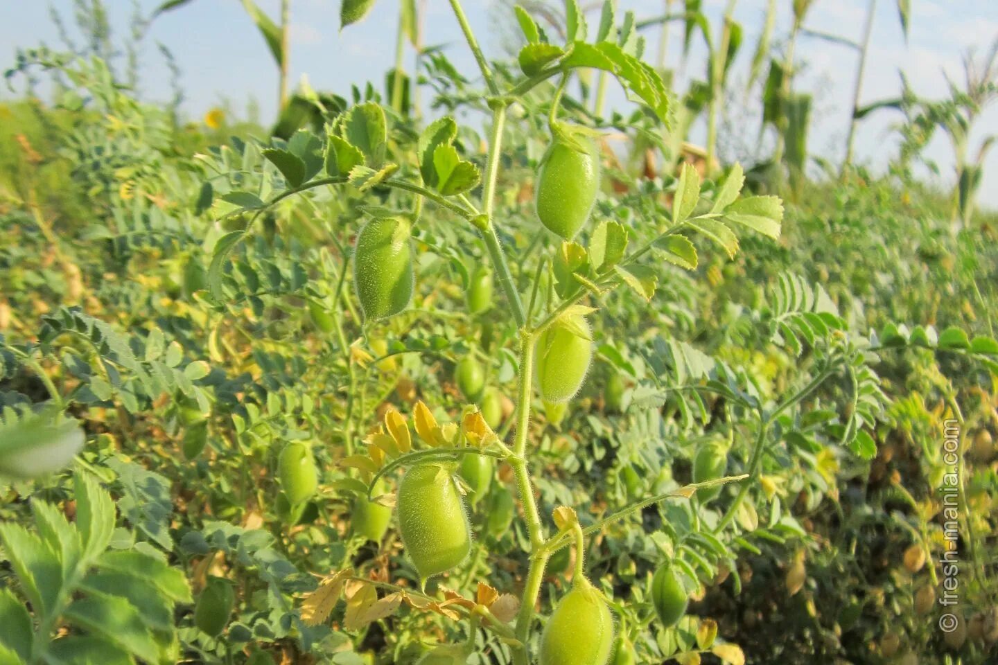 нут бобовое растение. нут выращивание. нут (турецкий горох) растение. нут яровой поле. горох нут куст.