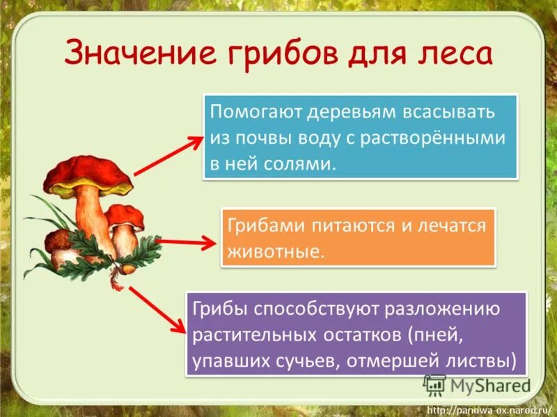 Значение грибов. Грибы значение в природе. Значение грибов в природе. Роль грибов в лесу.