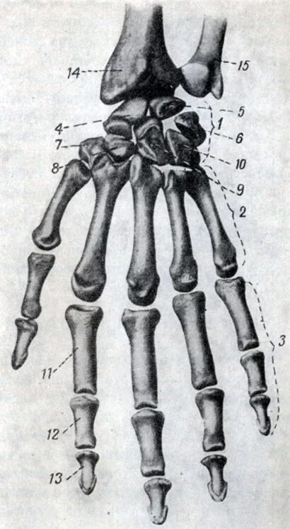 Скелет пальцев человека. Кости запястья анатомия. Кости кисти левой руки. Скелет кисти человека строение. Кости кисти ладонная поверхность.