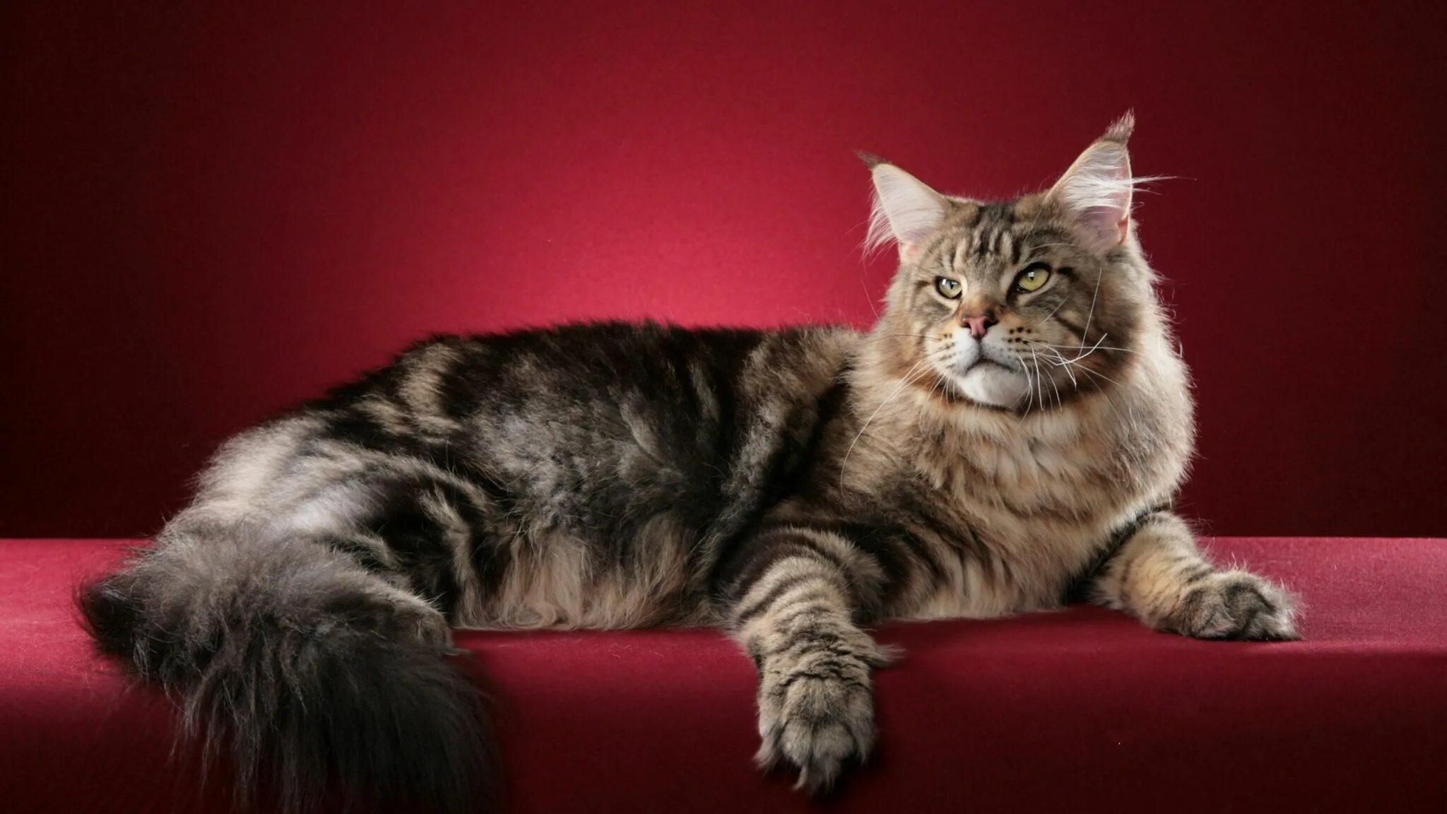 Манкун коты