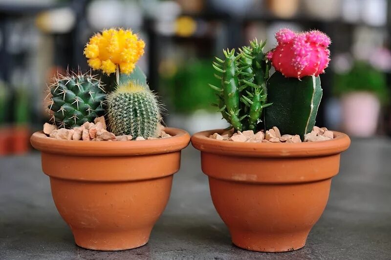 How to Make a Mini High Desert Cactus Garden - YouTube