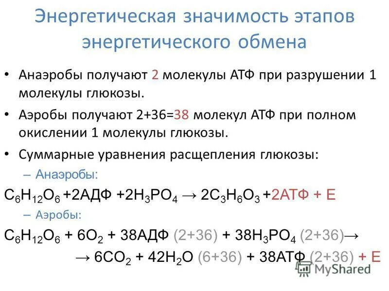 38 молекул атф