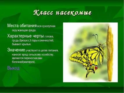 Среда насекомых