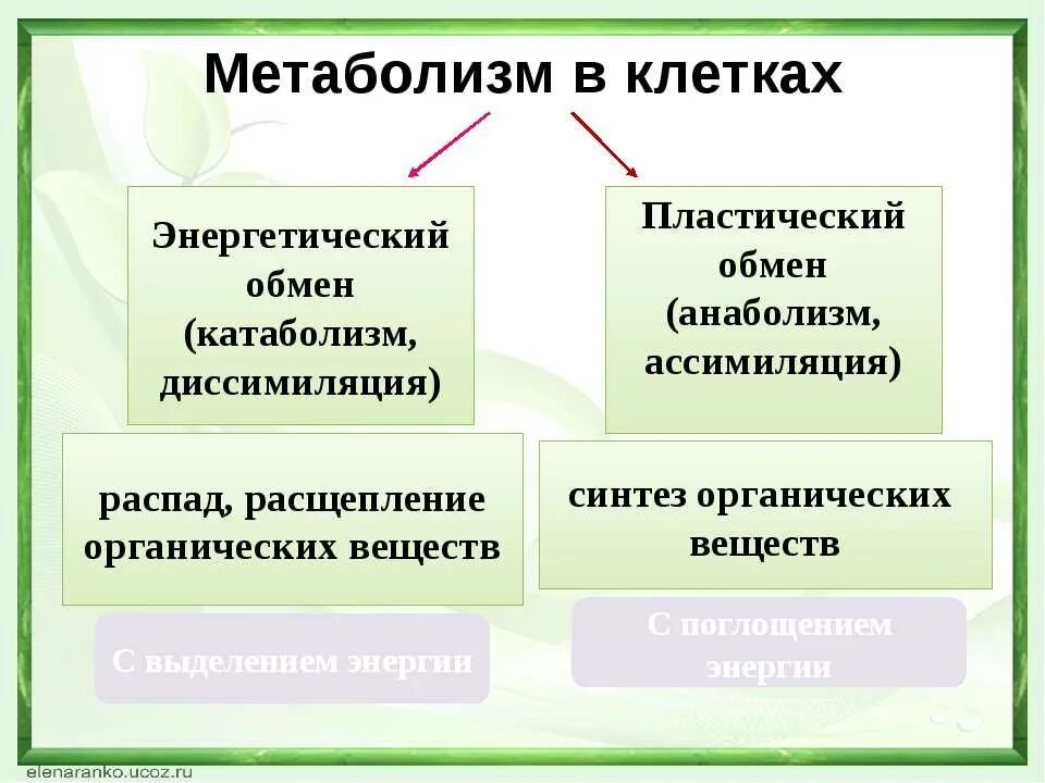 Различия в обмене веществ. Метаболизм клетки.