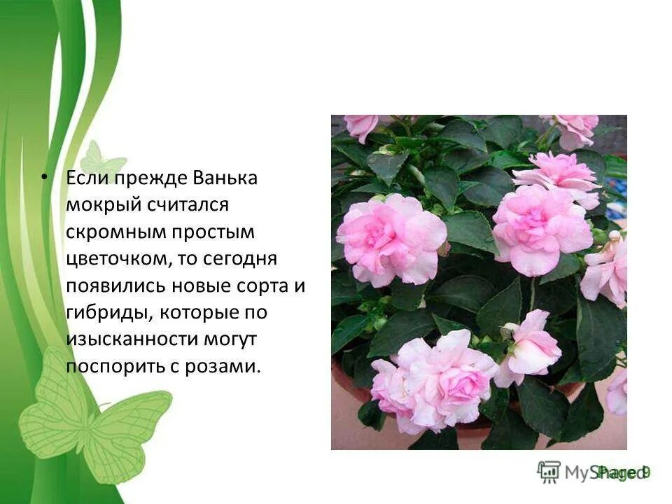Пересадила ваньку мокрого