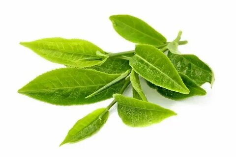 Leaf bliss чай