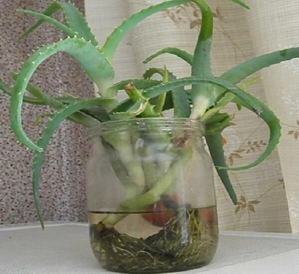 Алоэ корни в воде. Отросток алоэ с корнем. Черенкование алоэ. Корни алоэ. Алоэ дает корни.