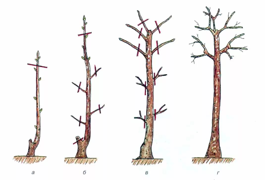 Виды ствола растений. Штамбовая формировка смородины. Формировка штамбовой яблони. Обрезка шелковицы штамбовой. Формировка смородины на штамбе.