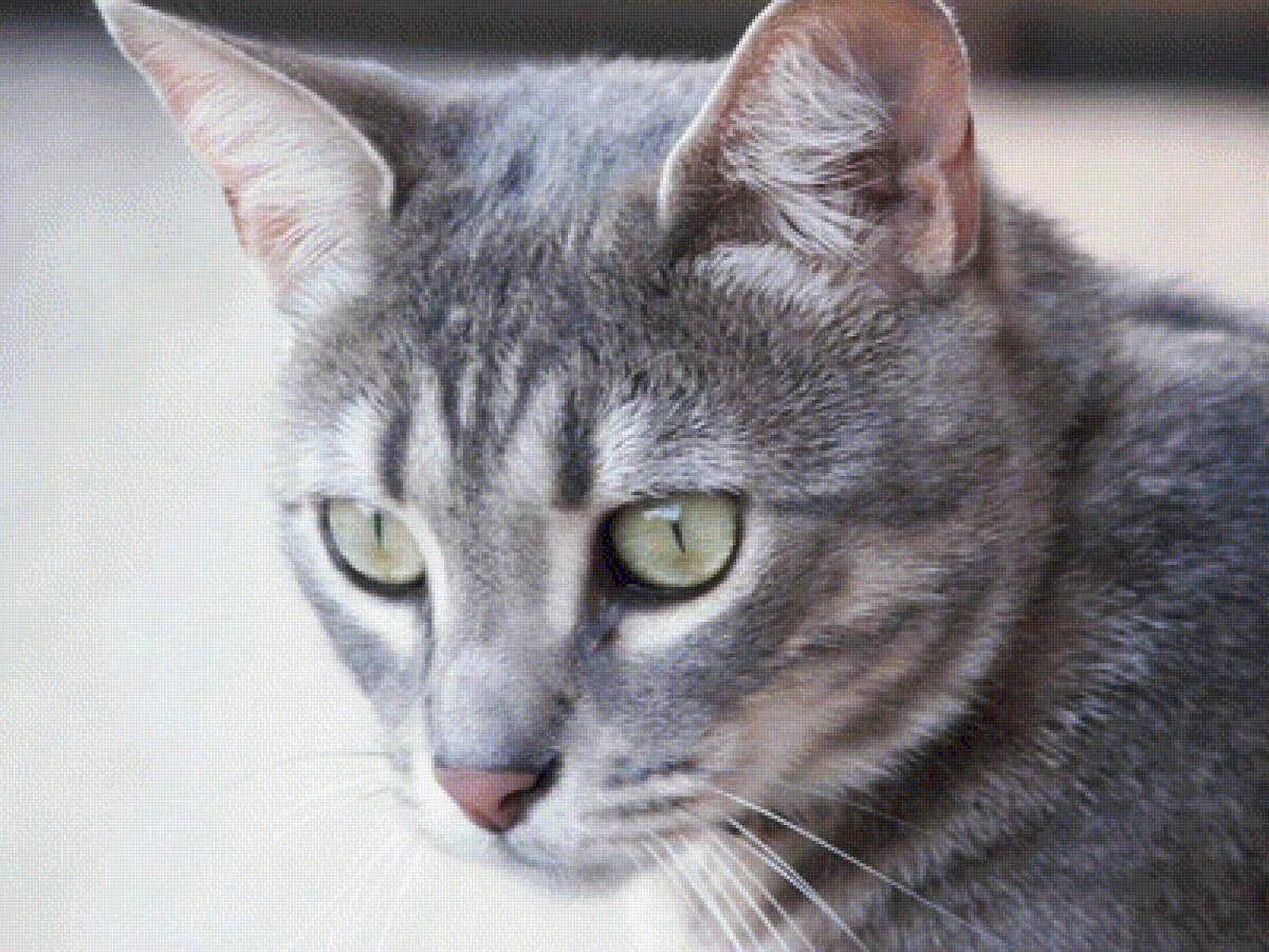 Что ваша кошка приносит в ваш дом? Окрас питомца и его значение Cat aesthetic, C