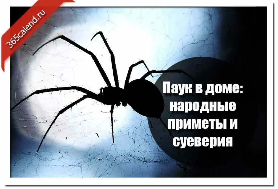 Пауки в доме приметы. Паук примета. Паук суеверия. Приметы про пауков в доме. Паук вечером на кухне примета