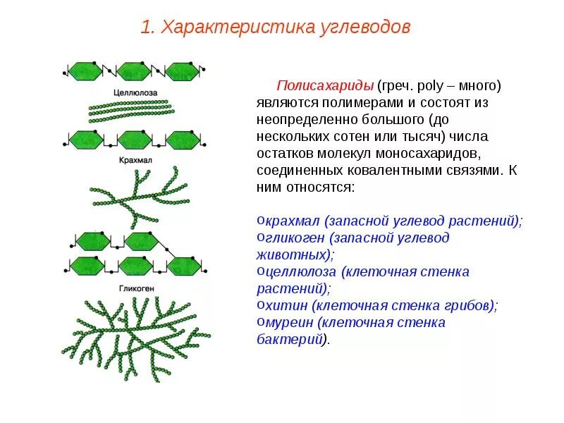 Гликоген углевод животных. Полисахариды крахмал гликоген целлюлоза. углеводы разветвленного строения. строение полисахаридов крахмал и целлюлоза. структура крахмала гликоген целлюлоза.
