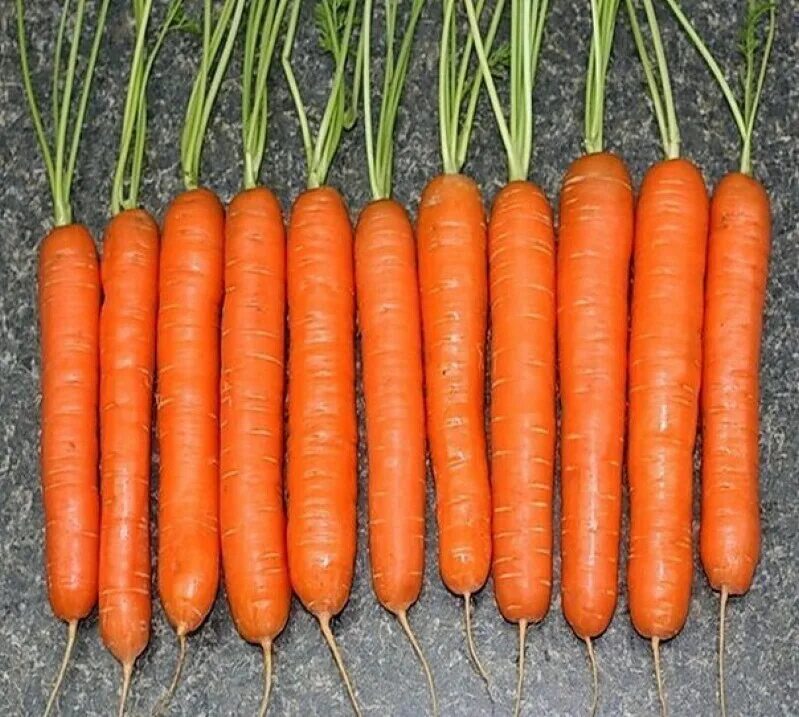 Какую почву любит морковь. Морковь сорт драгон. Морковь Нантская сахарная. Морковь Калина f1. Морковь навал f1.