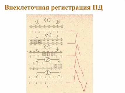 Потенциал регистрация
