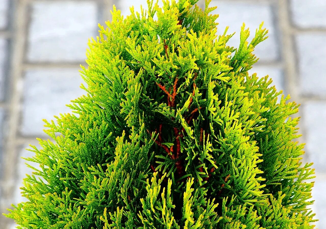 Туя меняет цвет. Туя Западная Грин ЭГГ. Туя Смарагд. Туя Голден Смарагд. Туя Санни Смарагд.