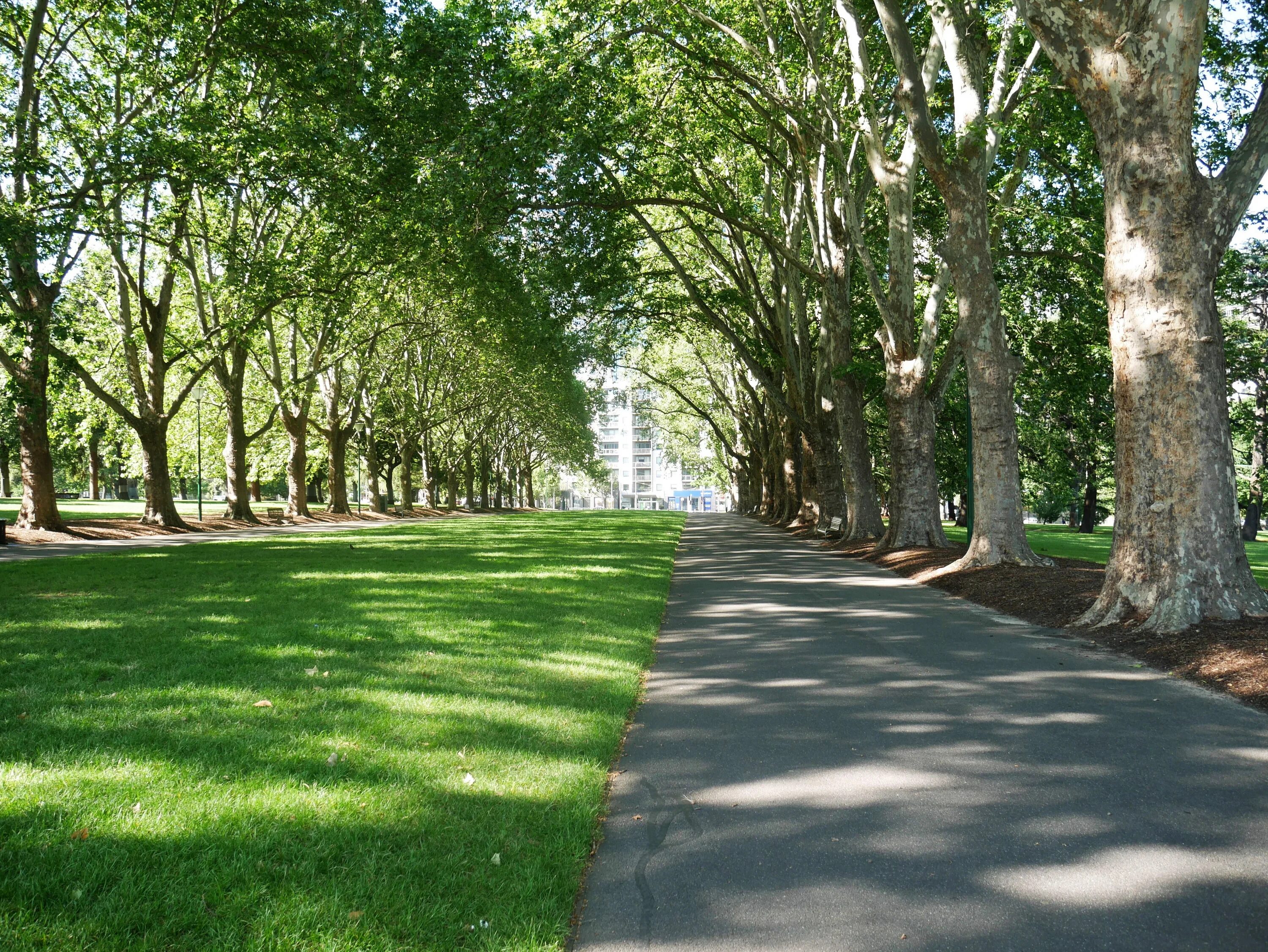 Street trees. Парковая аллея 60 Калининград. Великобритания парк сквер Green дерево. Липовая аллея в сквере НОВАТ. Липовая аллея (Ростов-на-Дону).