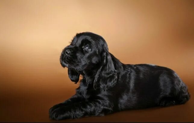 º*.♥.*º* Cocker Spaniels of Black Mystic " Charbonnel Fair Trade *º*.♥.*º* Spani