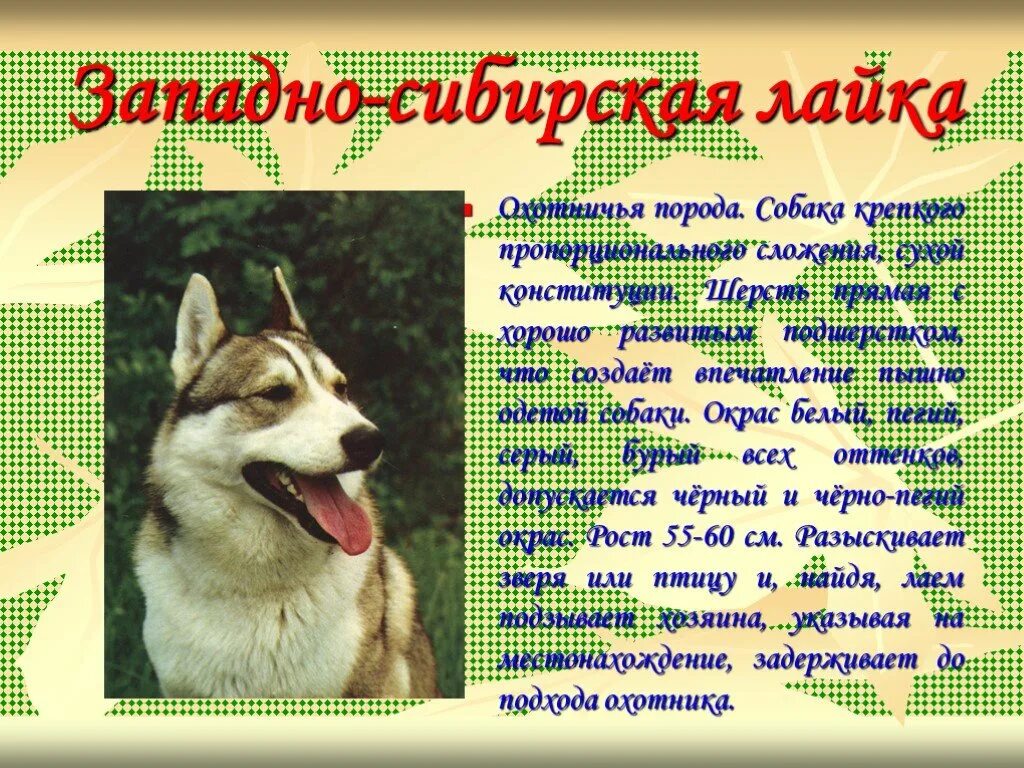 Презентация на тему собака друг человека. Собака для презентации. Собачка 4 класс. Собачка 4 класс. Породистые служебные собаки.