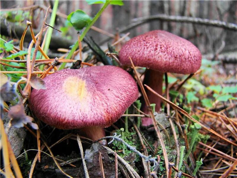 грибы краснодарского края рядовка. рядовка сорная lepista sordida. рядовка краснеющая. гриб рядовка розовая. Tricholomopsis rutilans.