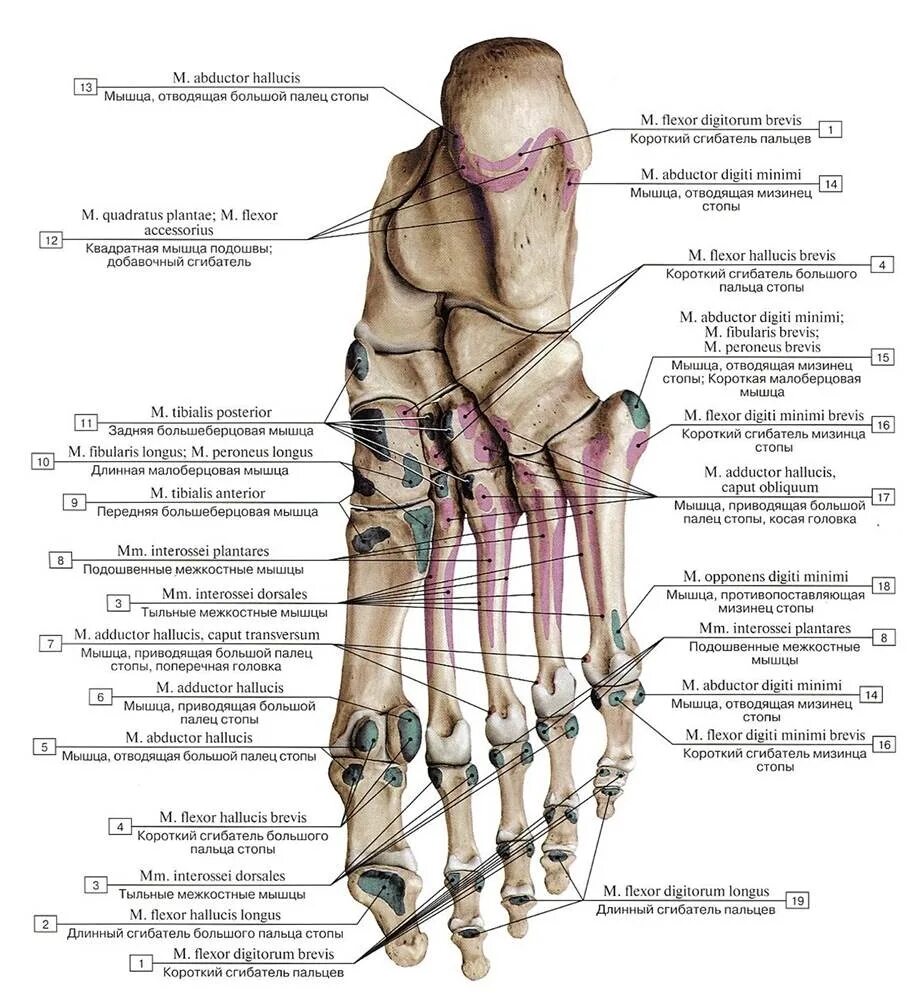 Строение стопы анатомия. Кости стопы строение анатомия на латыни. Мышцы стопы снизу анатомия. Строение стопы анатомия латынь. Мышцы подошвенной поверхности стопы анатомия.