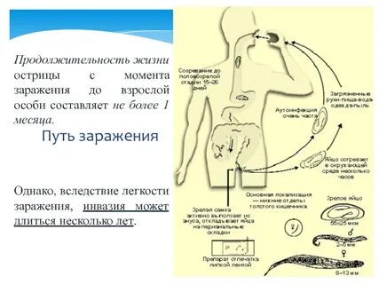 Продолжительность жизни острицы