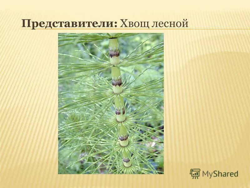 Стебель хвоща функция. Хвощ комнатное растение. стебель хвоща прямостоячий. поделки из хвоща. среда обитания хвощей.