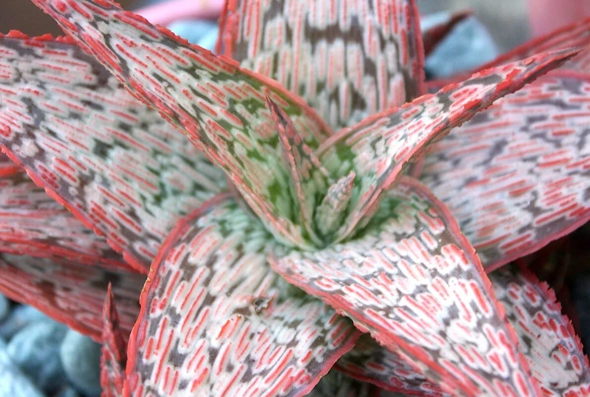 Розовый алоэ. Алоэ алоэ Пинк Блаш. Aloe Pink blush. Aloe rauhii ('Pink blush'). Алоэ декоративное Pink blush.