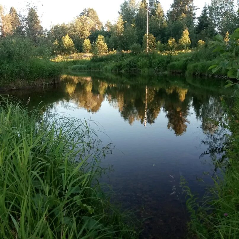 Кирв. Река Кирва Пестовский район. Кирва Пестовский район Новгородской области. Пестово Новгородская область река. Вятка Новгородская область Пестовский район.